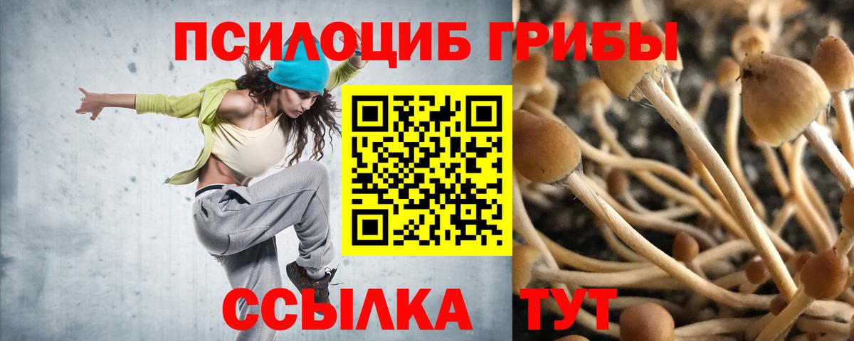 Псилоцибиновые грибы Psilocybine cubensis Кольчугино